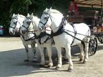 La randonnée du 17 mai à Chantilly