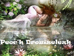 Druidisme et Harmonie