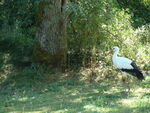 cigogne__1_