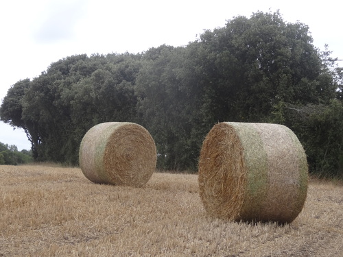 du champ de blé aux moissons