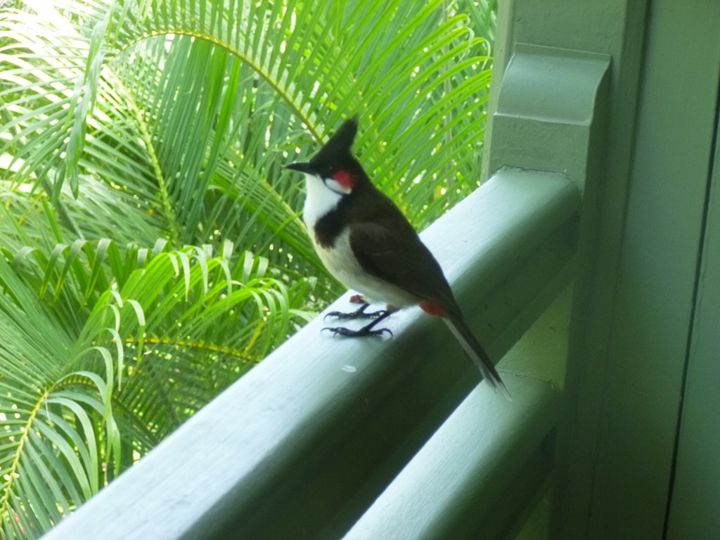 ILE MAURICE - GRAND BAIE - OISEAUX