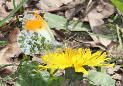 Aurore ou anthocharis cardamines