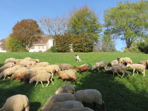 La transhumance des moutons à Malesherbes