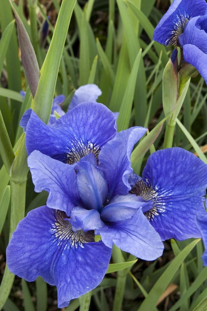 Des fleurs qui feront de votre jardin un paradis bleu