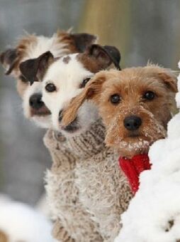 Little dogs wearing cute little sweaters in the cold snow of winter.