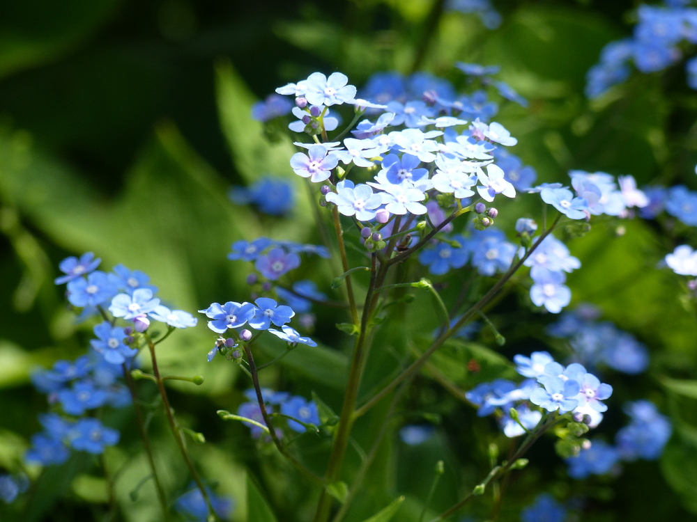 Je descends dans mon jardin 