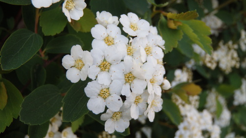 quelques fleurs de mon jardin...