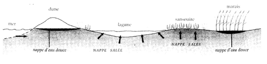  Les  Orpellières de Sérignan.