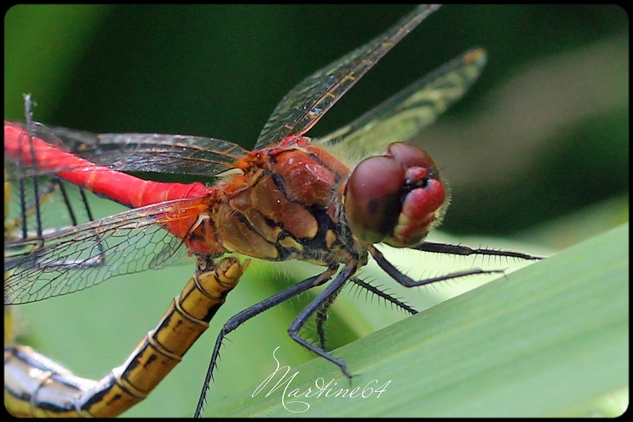 Accouplement : Sympetrum sanguineum