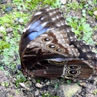 Grand morpho bleu au repos -  -  Photo : Guilaine (Août 2018)