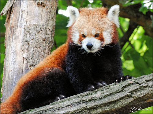 Photo de Panda roux (Zoo de Pessac)