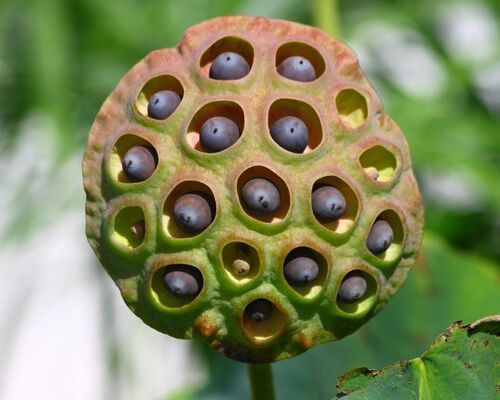 Fleurs cultivées : Lotus sacré