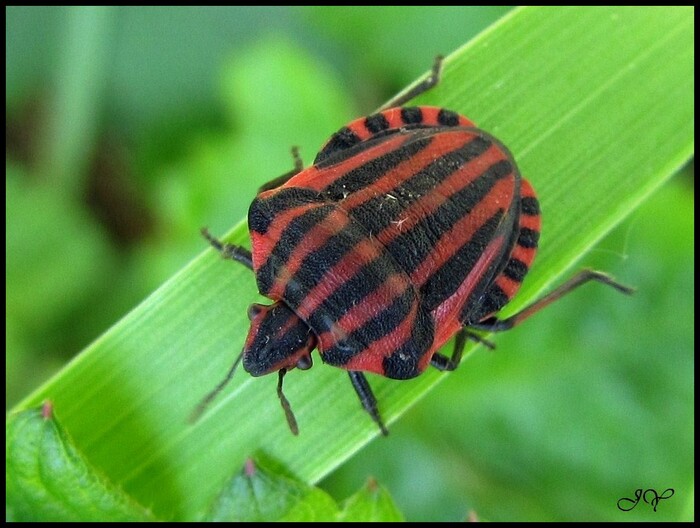 Punaise Arlequin.