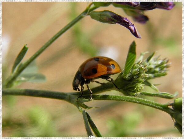 Coccinelle sur vipérine