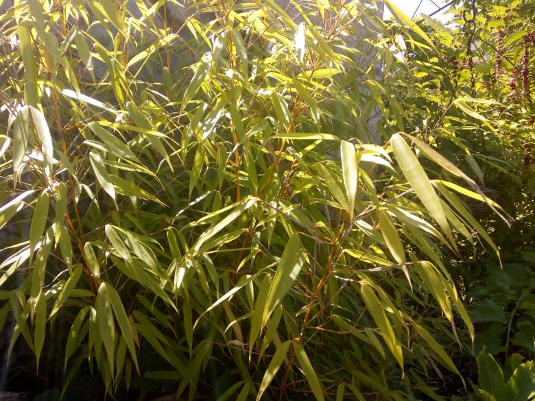 quelques photos de mon jardin ce dimanche