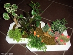 jardin miniature