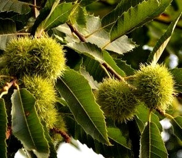 Fruit au parfum d'automne 