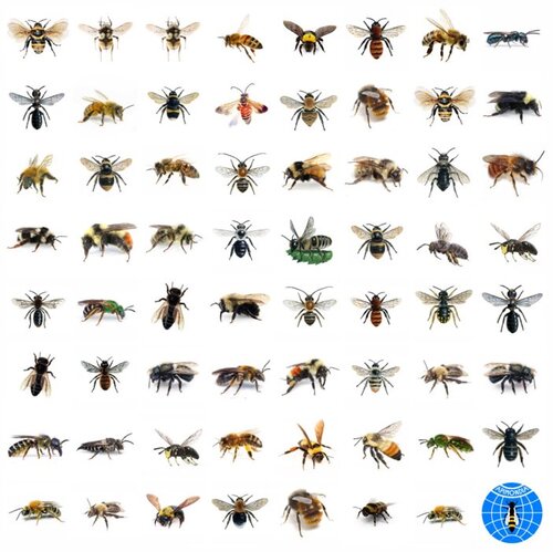 20 000 espèces d’abeilles