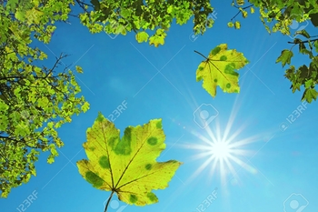 25221517-crown-of-a-maple-tree-and-falling-maple-leaves-against-blue-sky-with-bright-sunshine-natura