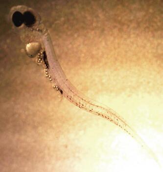 Cette larve de perche de la mer baltique a son estomac rempli de microplastiques.