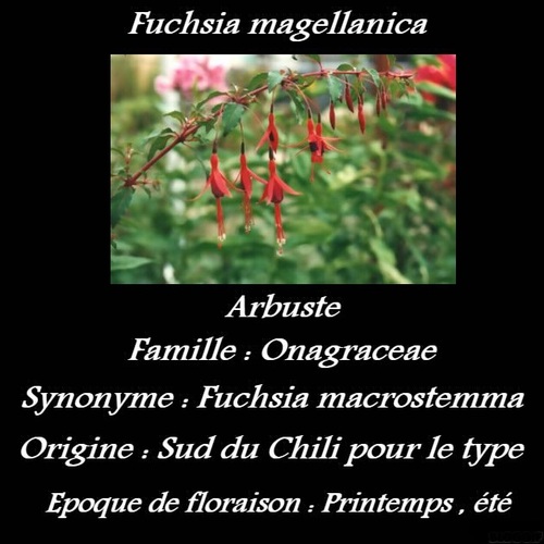 Fuchsia magellanica