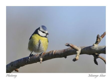 Mésange bleue 1