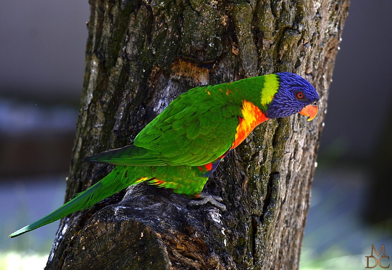 Loriquet à tête bleue