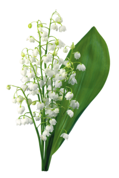 Muguet 3