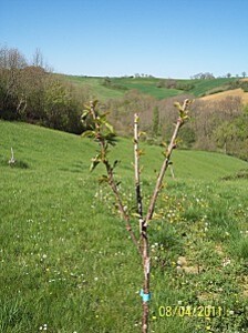 Plante-2011-IV-08---3990-Cerisier-Summit.JPG