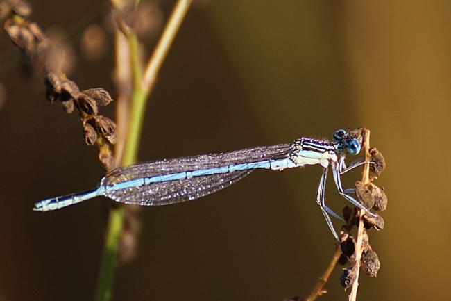 Agrion