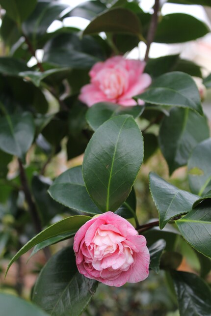 Mutation de la fleur du camellia japonica 'Margaret Davis'