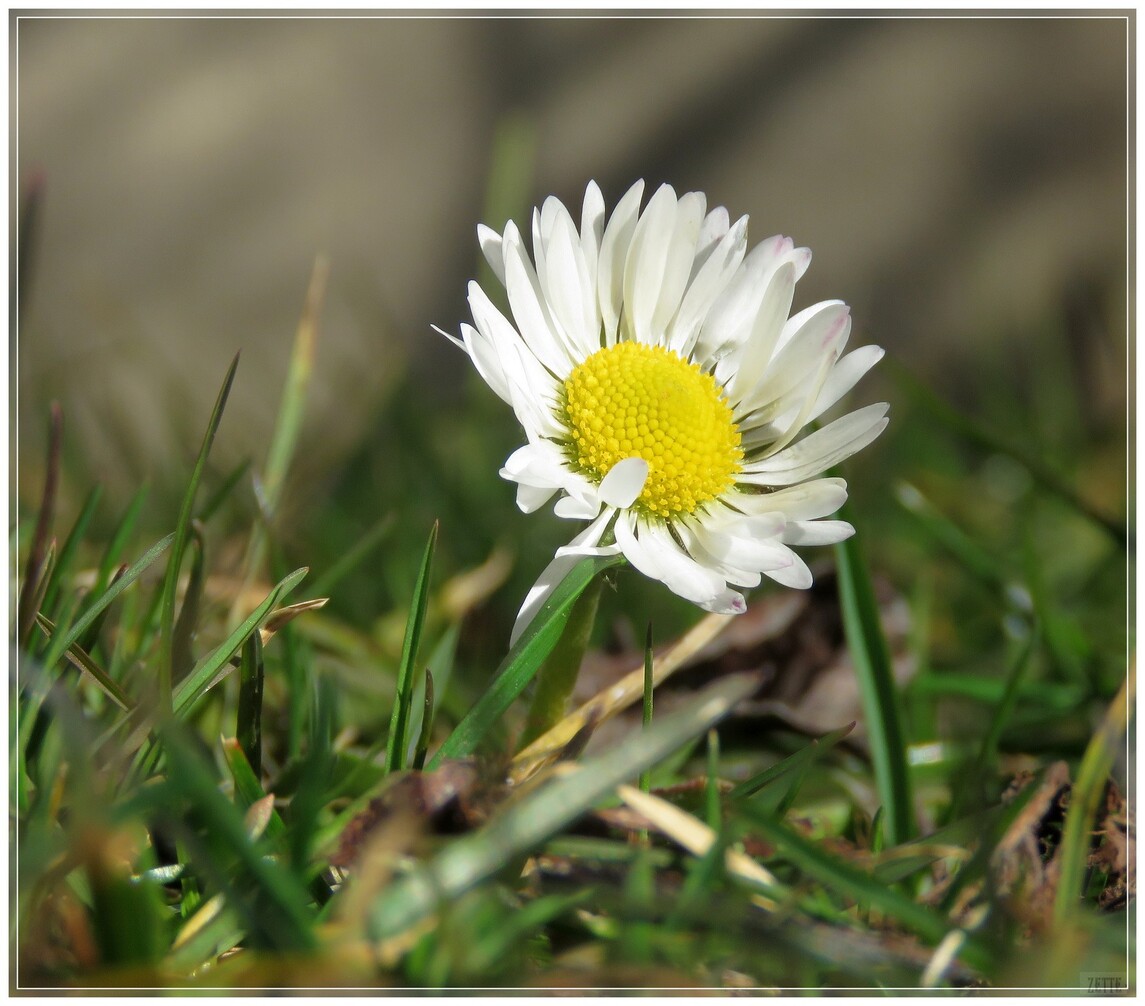 UN PRINTEMPS BIEN FLEURI No1 A SUIVRE