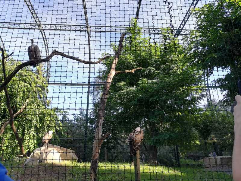 Zoo de vincenndes  - la volière - les oiseaux 