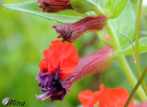 La beauté des fleurs - Curieuses...