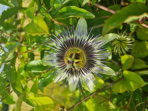 Passiflore (Passiflora incarnata) : propriétés, bienfaits de cette plante  en phytothérapie - Doctissimo
