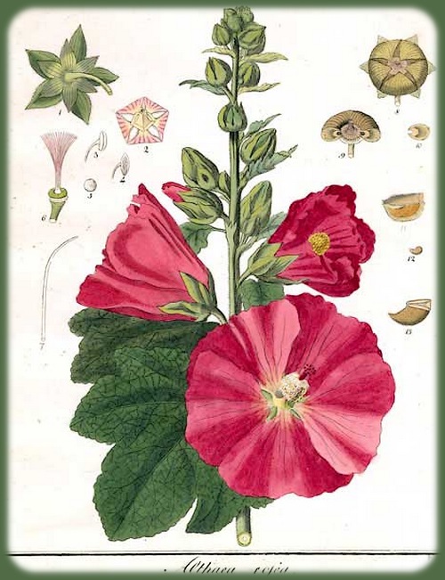Fleurs cultivées : Rose trémière