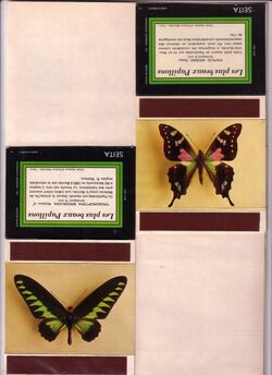 Série papillons