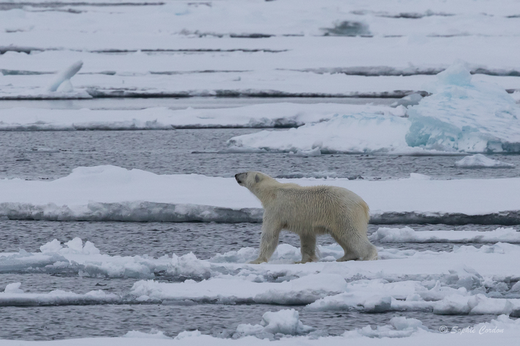 L'ours nageur... encore lui