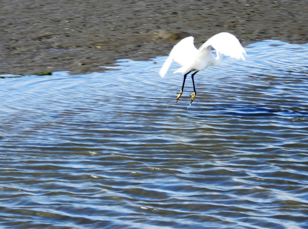 Aigrette garzette - septembre 2022...