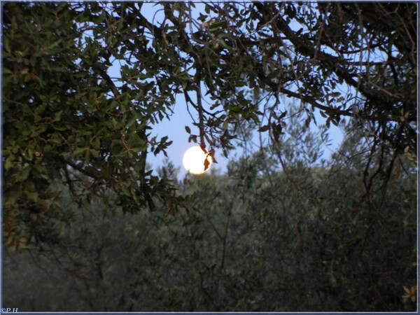 Heure bleue en Garrigue