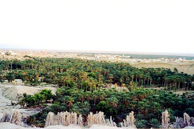 Oasis de Nefta, Tunisie