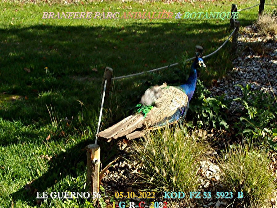 PARC DE BRANFERE 56190 LE GUERNO:  7/   D  03-04-2023
