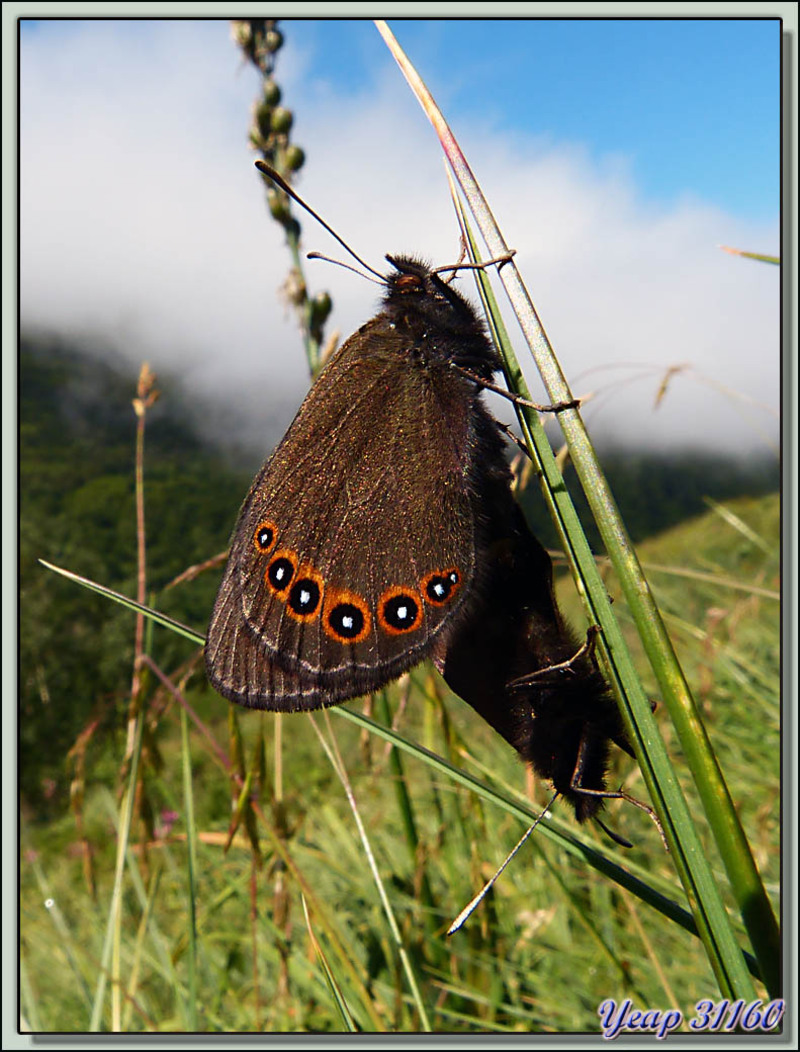 Papillons moirés (mais lesquels??) in copula - Varrados - Val d'Aran - Espagne  (Faune)