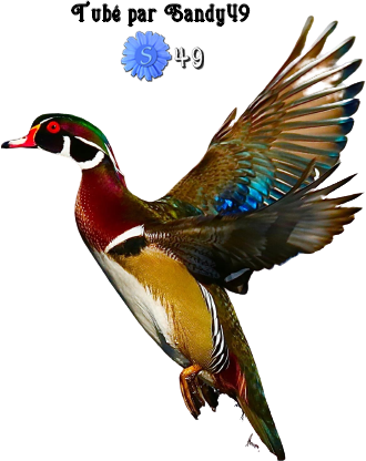 Mes tubes Animaux.. Oiseaux