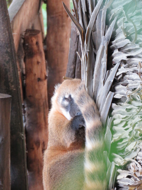 Zoo de Beauval (10).