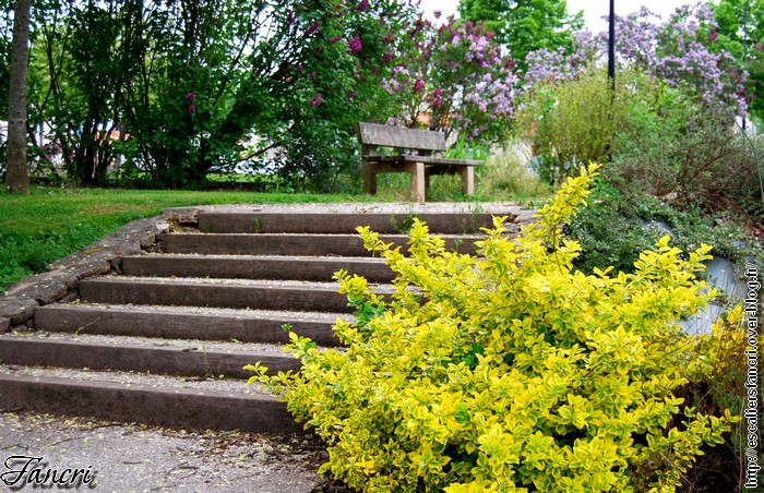 Au pied du lilas.