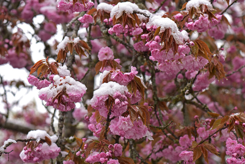 Printemps dans la vallée du Giffre