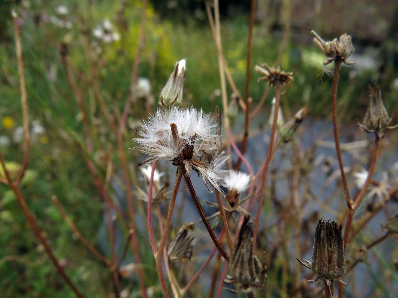 Un petit tour au jardin ce matin