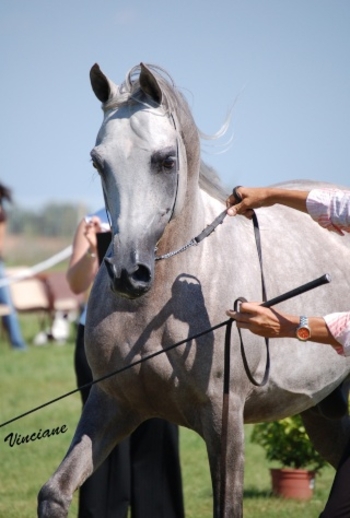 mahalim vise le poitrail