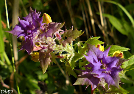 Melampyrum catalaunicum  - mélampyre vaudois ?